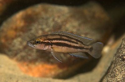 Neolamprologus bifasciatus 'Kantalamba'